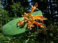 Caprifoglio (Lonicera)