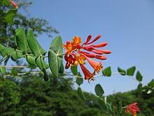 Caprifoglio (Lonicera)2