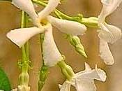 Gelsomino sempreverde (Trachelospermum jasminoides)