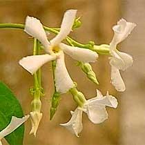 Gelsomino sempreverde (Trachelospermum jasminoides)