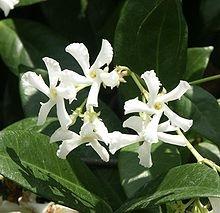 Gelsomino sempreverde (Trachelospermum jasminoides)2