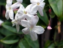 Gelsomino (Jasminum polyanthum)2