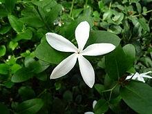 Gelsomino (Jasminum polyanthum)
