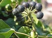 Edera (Hedera helix)