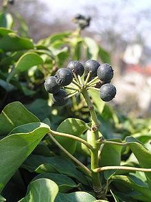 Edera (Hedera helix)