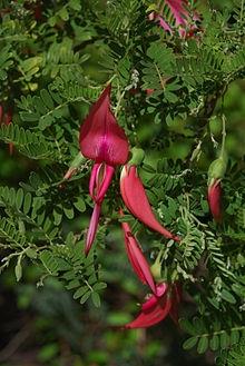 Becco di pappagallo (Clianthus puniceus)