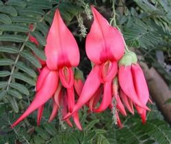 Becco di pappagallo (Clianthus puniceus)2