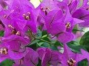 Bougainville