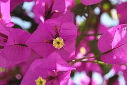 Bougainville2