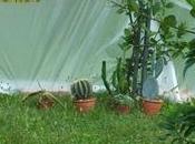 Riparare succulente inverno