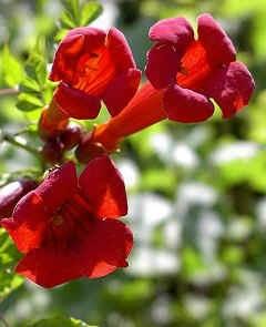 Bignonia (Campsis radicans)