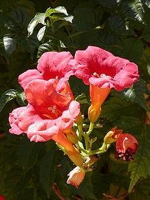 Bignonia (Campsis radicans)2