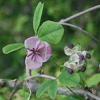 Akebia quinata