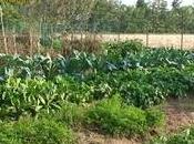 Preparare l'orto freddo