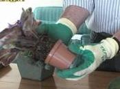 Coltivazione saintpaulia