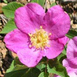 Rosa selvatica
