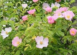 Rosa selvatica