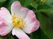 Rosa selvatica