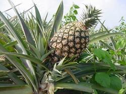 ananas2