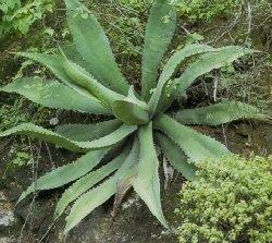 foto agave