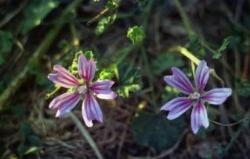 malva2