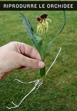 riprodurre orchidee