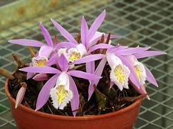 vasetto di pleione.