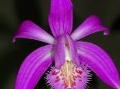 Orchidee pleione