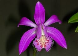 pleione violetto.
