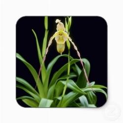 phragmipedium in cornice.