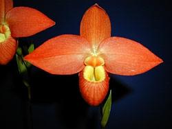 phragmipedium arancione.