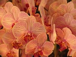 insieme di orchidee.