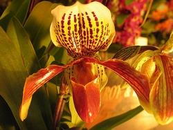 due paphiopedilum.