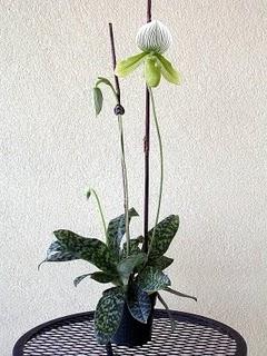 orchidea in primo piano.