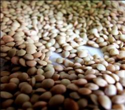 lenticchia2