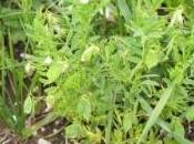 lenticchia