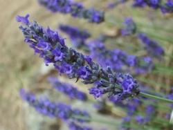 lavanda1