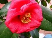 Fioritura Camelia rosa