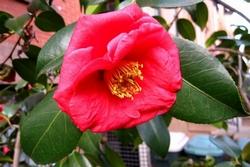 camelia
