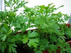 Prezzemolo Prezzemolo