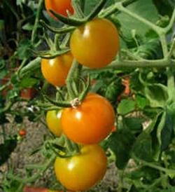 Pomodoro Pianta di pomodori