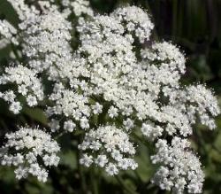 Pimpinella