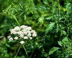 Pimpinella