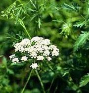 Pimpinella