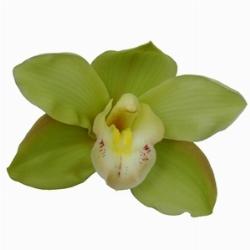 orchidea verde.