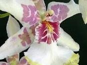 Orchidea Cambria