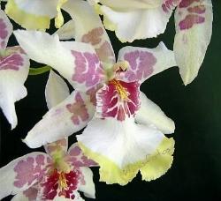 orchidea cambria.