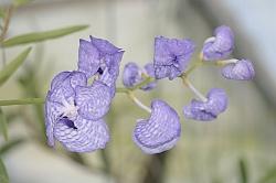 La vanda coerulea è simbolo di bellezza e perfezione