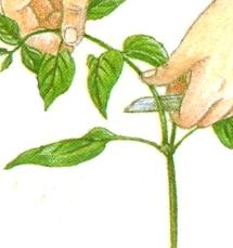 è necessario potare le orchidee con una certa regolarità