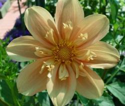 Ecco a voi un tipico fiore finto